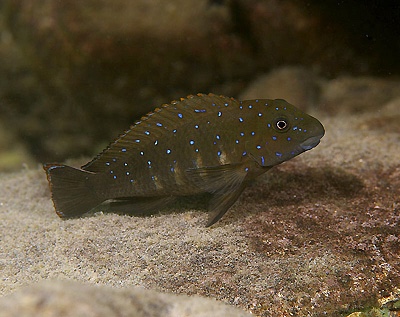 Eretmodus cyanostictus 'Cape Nangu'